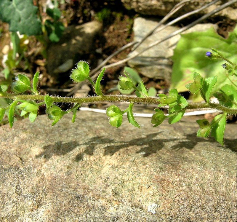 <i>Veronica acinifolia</i> L.