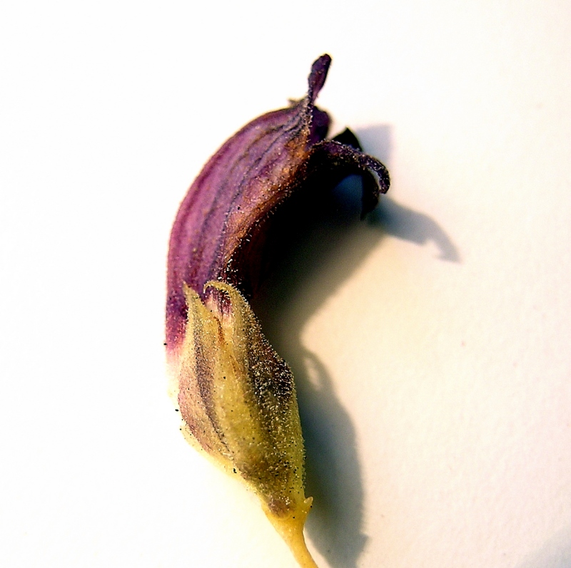 <i>Phelipanche purpurea</i> (Jacq.) Soják