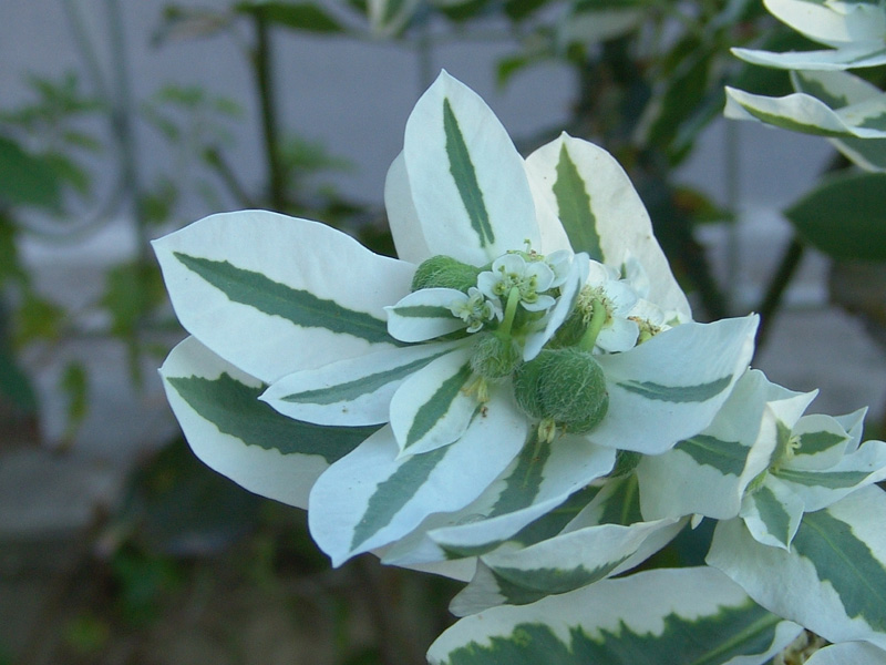 <i>Euphorbia marginata</i> Pursh