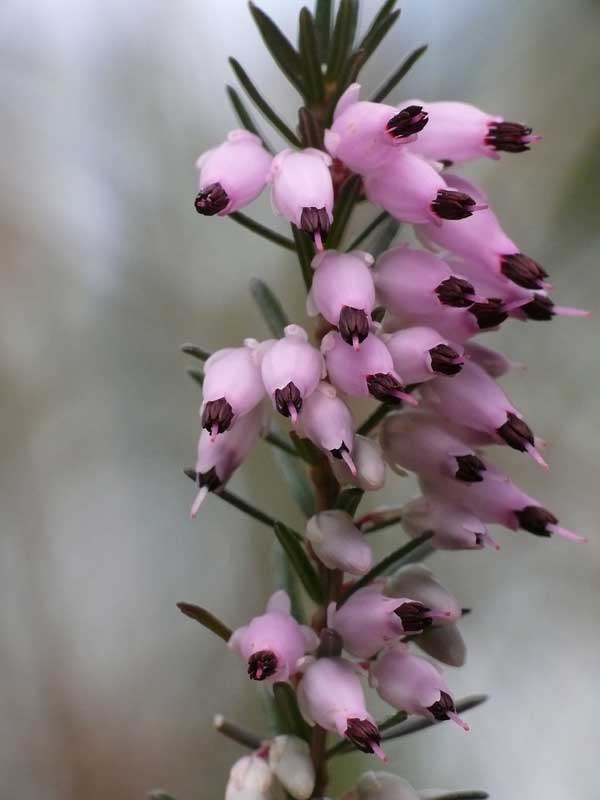 <i>Erica carnea</i> L. subsp. <i>carnea</i>