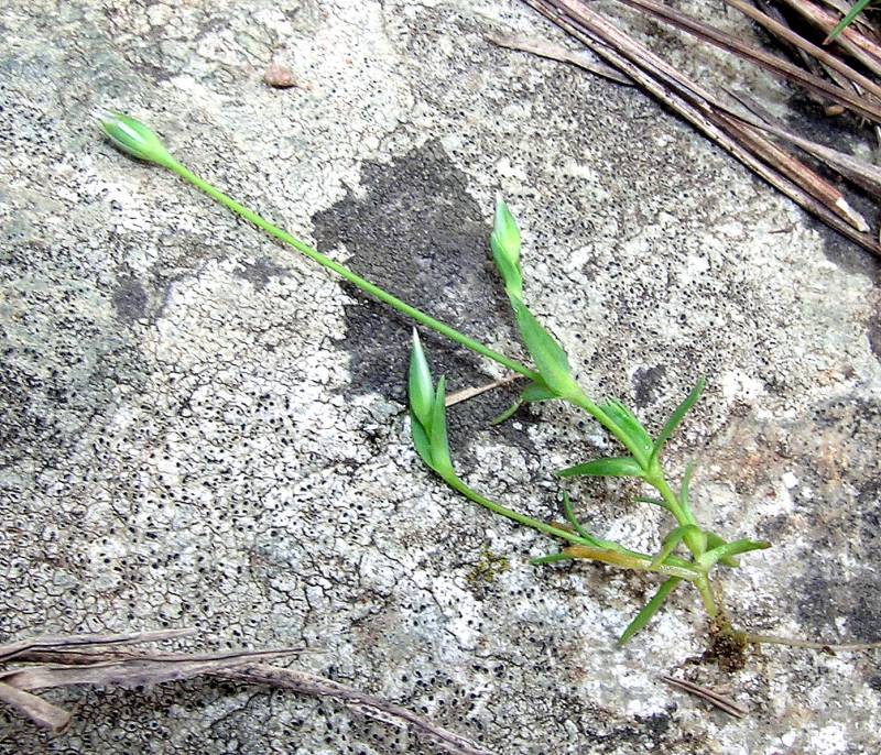 <i>Moenchia erecta</i> (L.) G.Gaertn., B.Mey. & Scherb. subsp. <i>erecta</i>