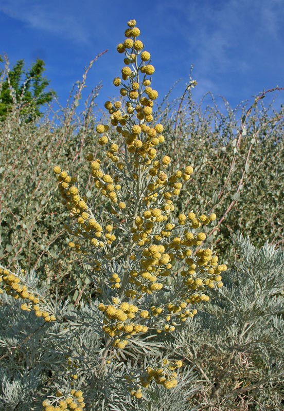 Artemisia arborescens L. {F 548}