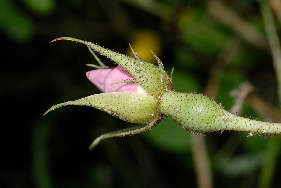 <i>Rosa gallica</i> L.