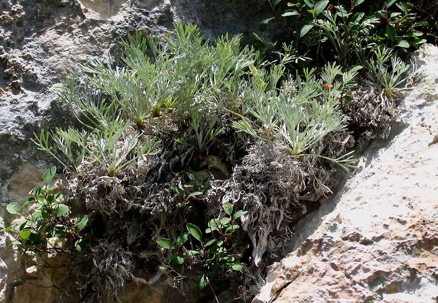<i>Artemisia nitida</i> Bertol.