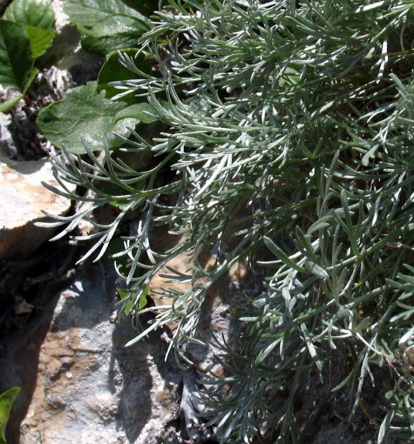<i>Artemisia nitida</i> Bertol.
