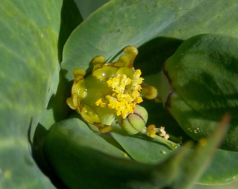 <i>Euphorbia lathyris</i> L.