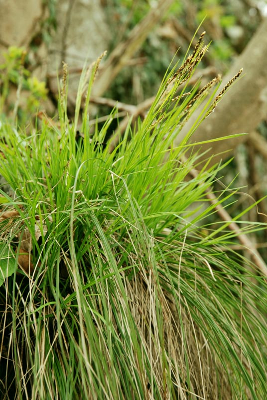 <i>Carex austroalpina</i> Bech.
