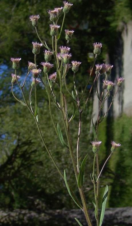 <i>Erigeron acris</i> L. subsp. <i>acris</i>