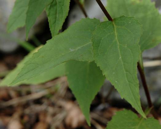 <i>Campanula rapunculoides</i> L. subsp. <i>rapunculoides</i>
