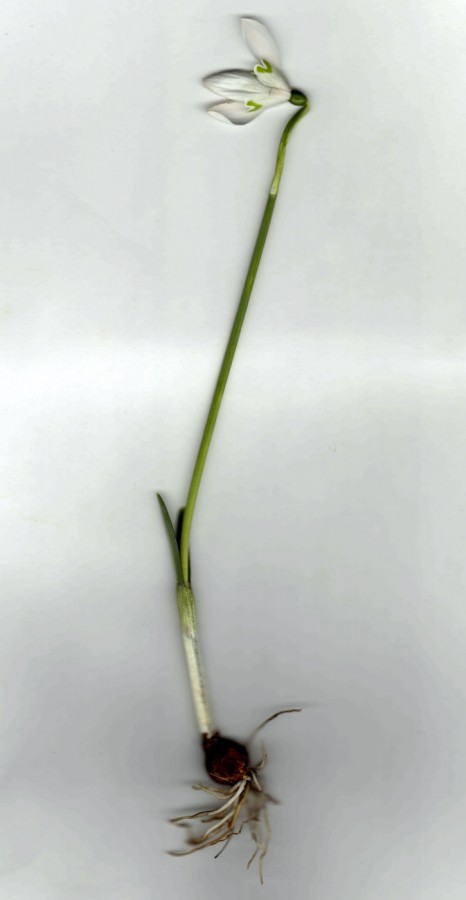 Galanthus sp.jpg