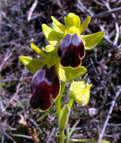<i>Ophrys lucifera</i> Devillers-Tersch. & Devillers