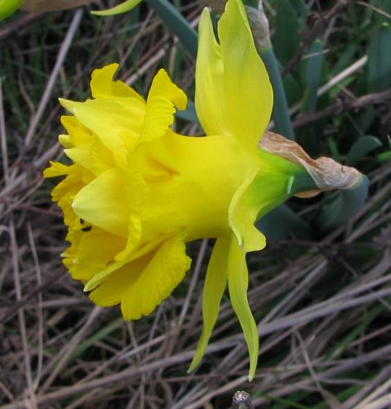 <i>Narcissus Double</i> Daffodil Group (Division 4)