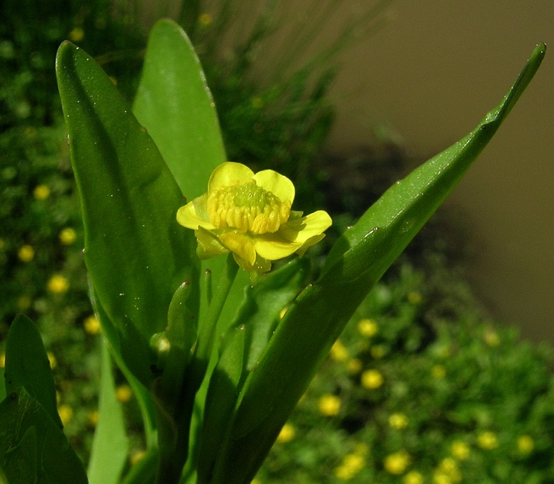 <i>Ranunculus ophioglossifolius</i> Vill.