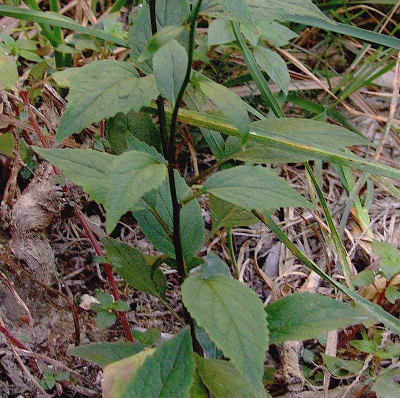 <i>Trachelium caeruleum</i> L. subsp. <i>caeruleum</i>