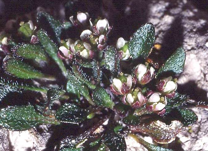 <i>Rhizobotrya alpina</i> Tausch