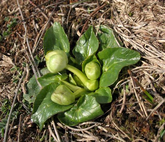 <i>Ficaria verna</i> Huds. subsp. <i>calthifolia</i> (Rchb.) Nyman