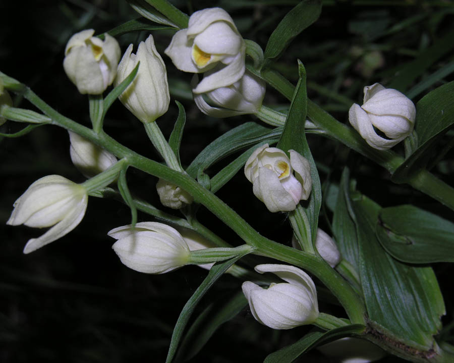<i>Cephalanthera damasonium</i> (Mill.) Druce