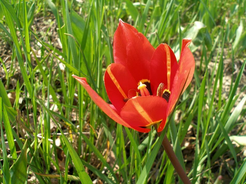 <i>Tulipa raddii</i> Reboul