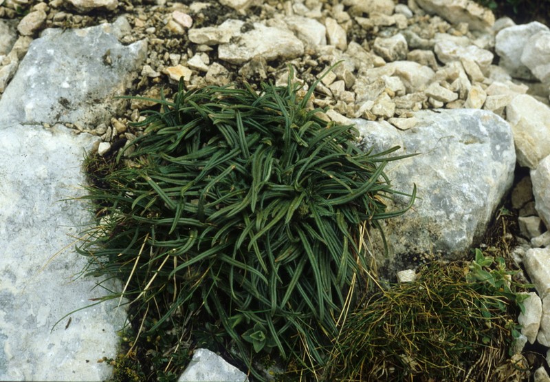 <i>Saussurea pygmaea</i> (Jacq.) Spreng.