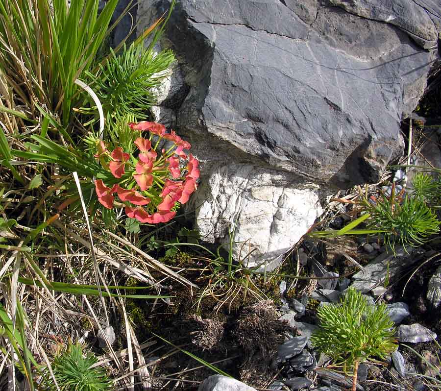 Euphorbia cyparissias 1.jpg