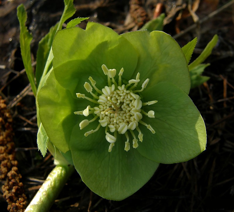 <i>Helleborus viridis</i> L.