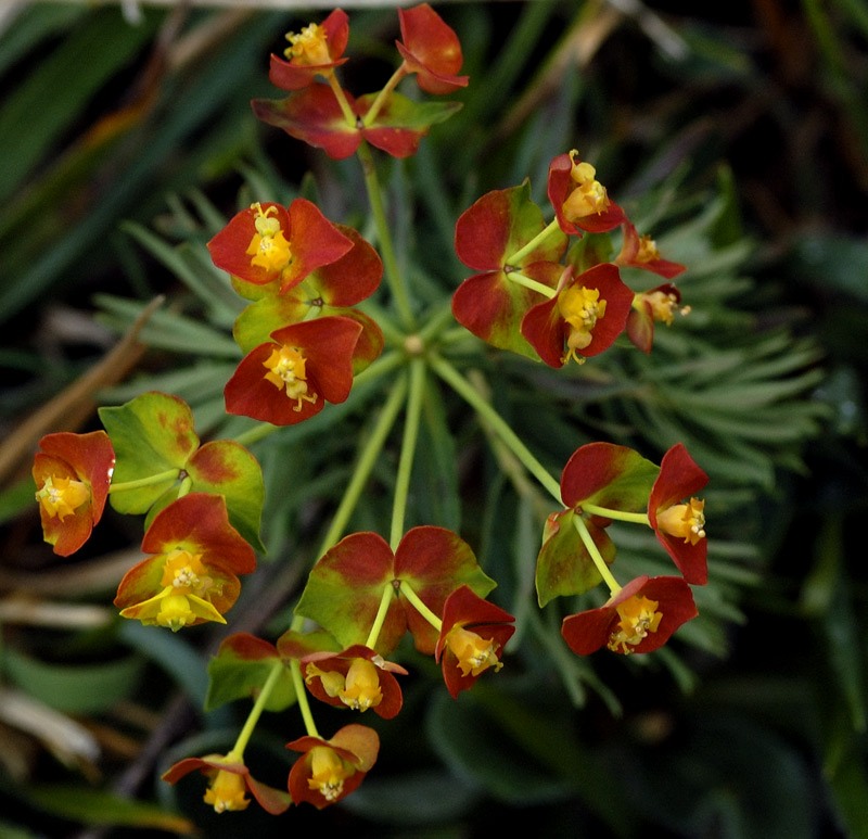 <i>Euphorbia cyparissias</i> L.
