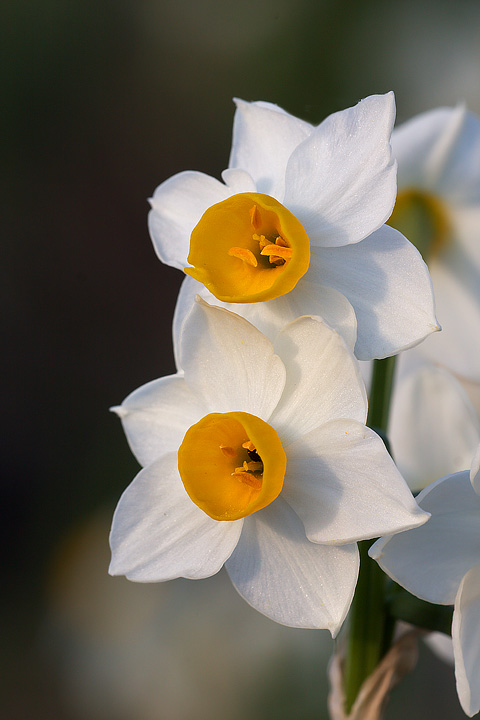<i>Narcissus tazetta</i> L.
