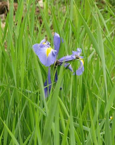 Iris xiphium10 genova aprile 2009.jpg