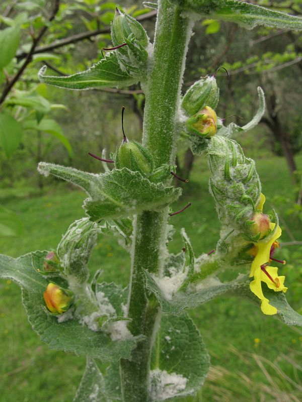<i>Verbascum boerhavii</i> L.