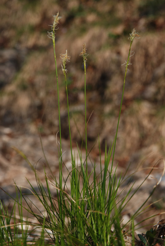 <i>Carex alba</i> Scop.