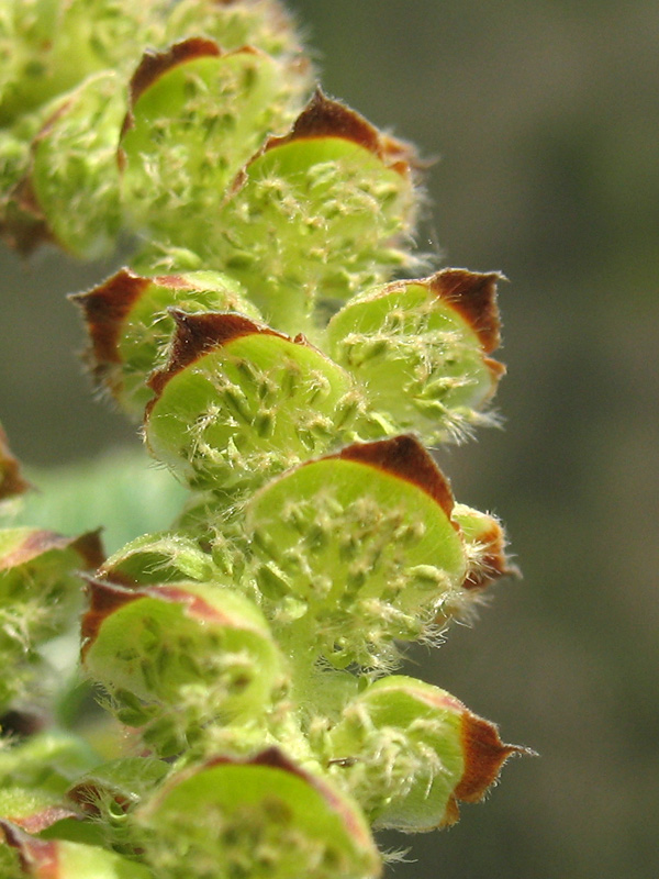 <i>Ostrya carpinifolia</i> Scop.