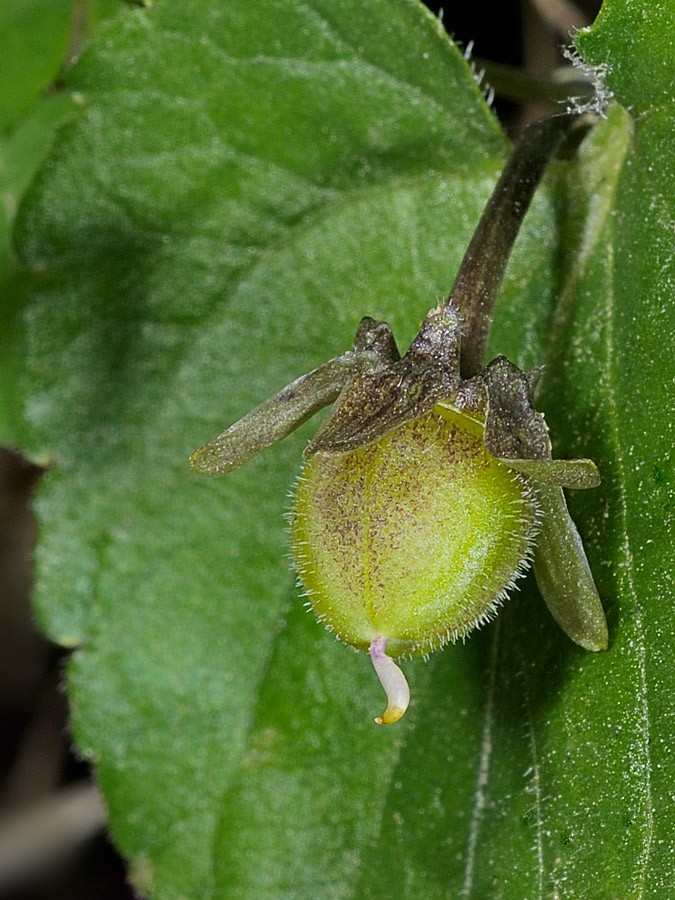 <i>Viola alba</i> Besser subsp. <i>alba</i>