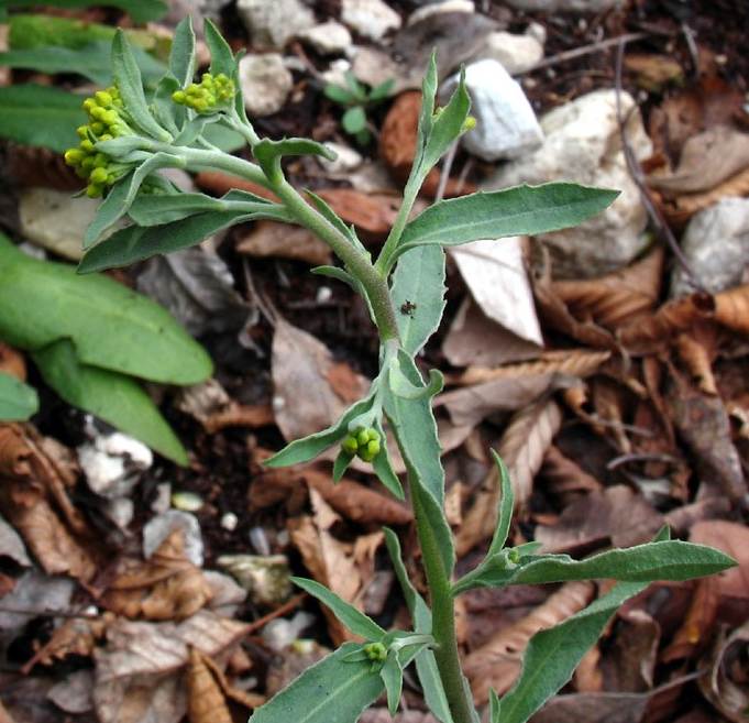 <i>Aurinia petraea</i> (Ard.) Schur