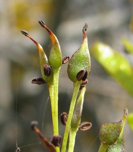 <i>Fraxinus angustifolia</i> Vahl subsp. <i>oxycarpa</i> (M.Bieb. ex Willd.) Franco & Rocha Afonso