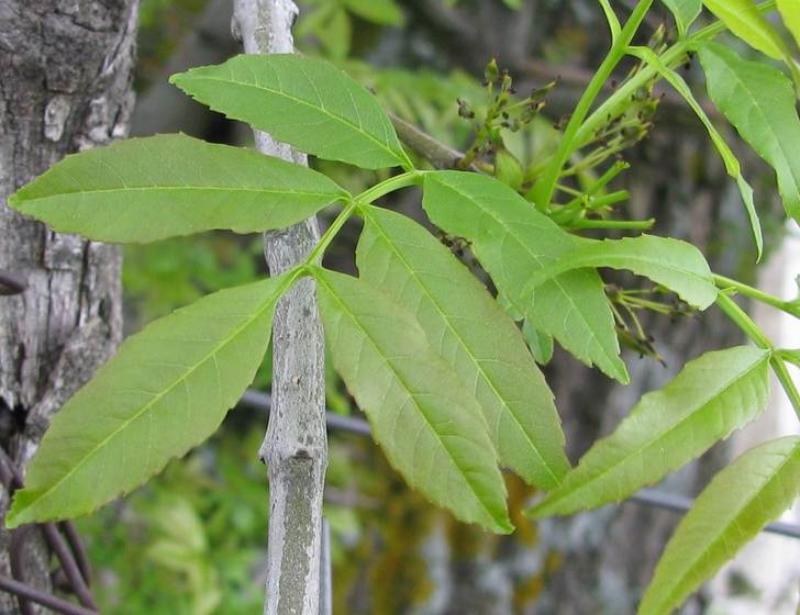 <i>Fraxinus angustifolia</i> Vahl subsp. <i>oxycarpa</i> (M.Bieb. ex Willd.) Franco & Rocha Afonso