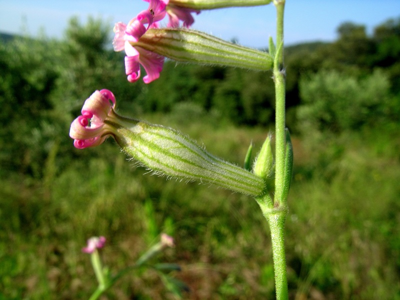 <i>Silene bellidifolia</i> Jacq.