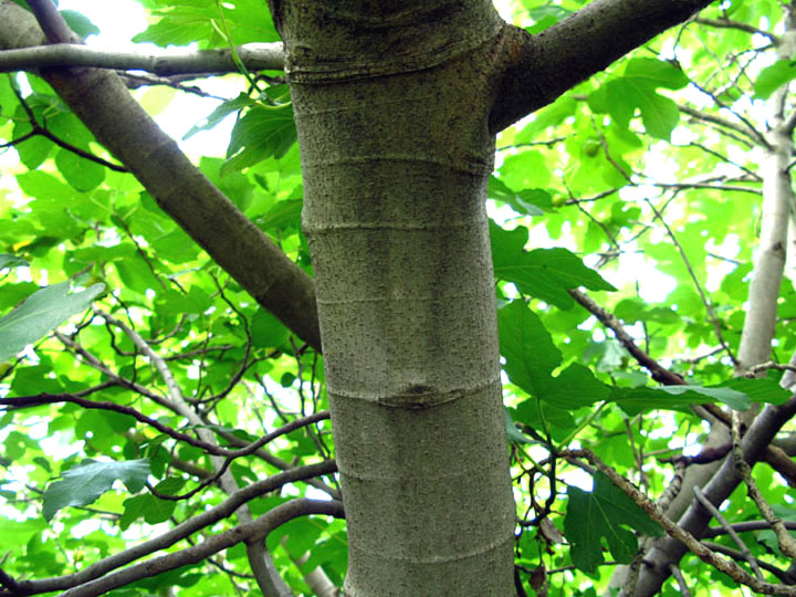 <i>Ficus carica</i> L.