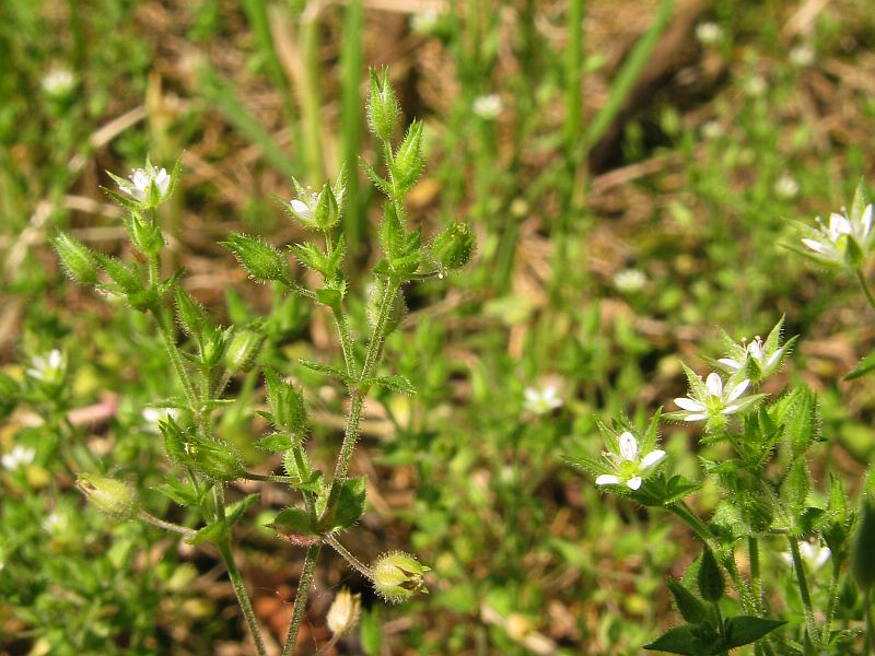 <i>Arenaria leptoclados</i> (Rchb.) Guss. subsp. <i>leptoclados</i>