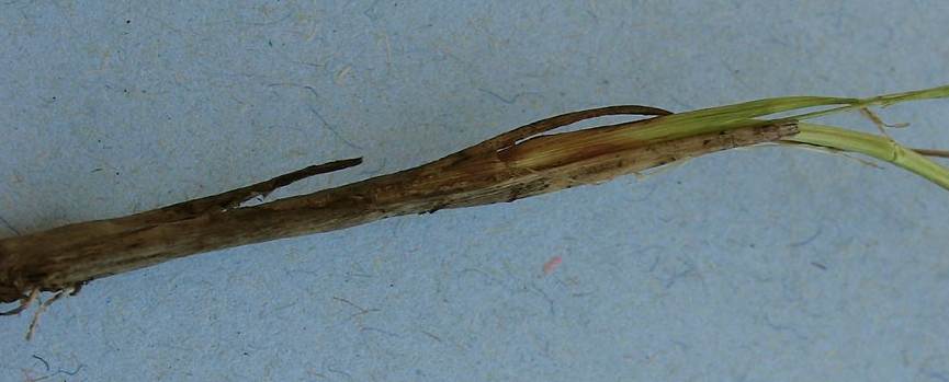 <i>Rhynchospora alba</i> (L.) Vahl