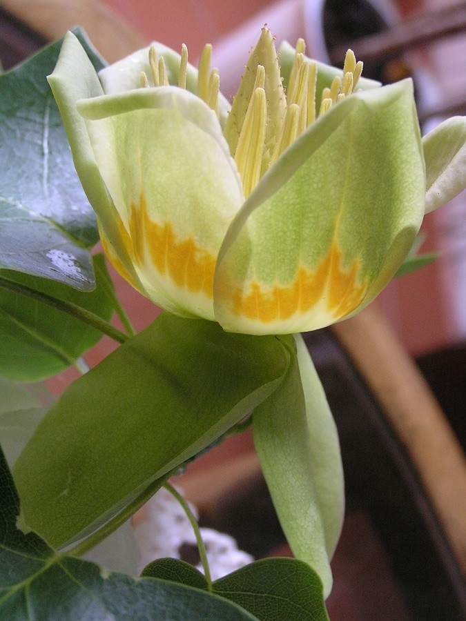 <i>Liriodendron tulipifera</i> L.
