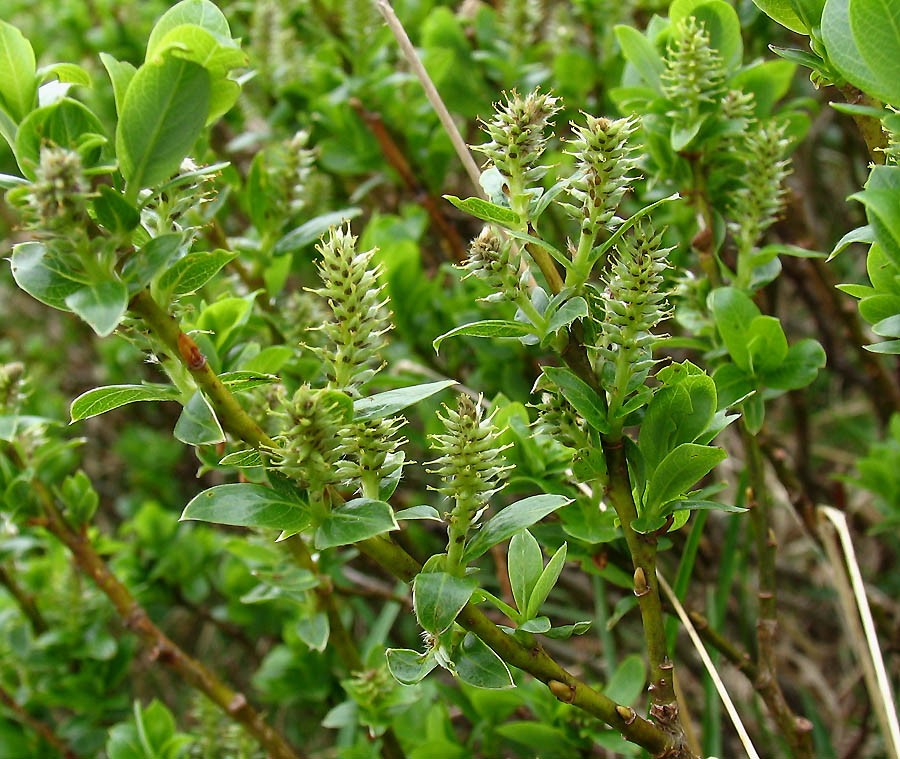 <i>Salix waldsteiniana</i> Willd.