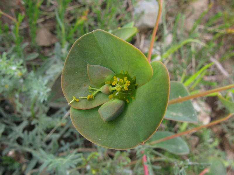 <i>Euphorbia barrelieri</i> Savi