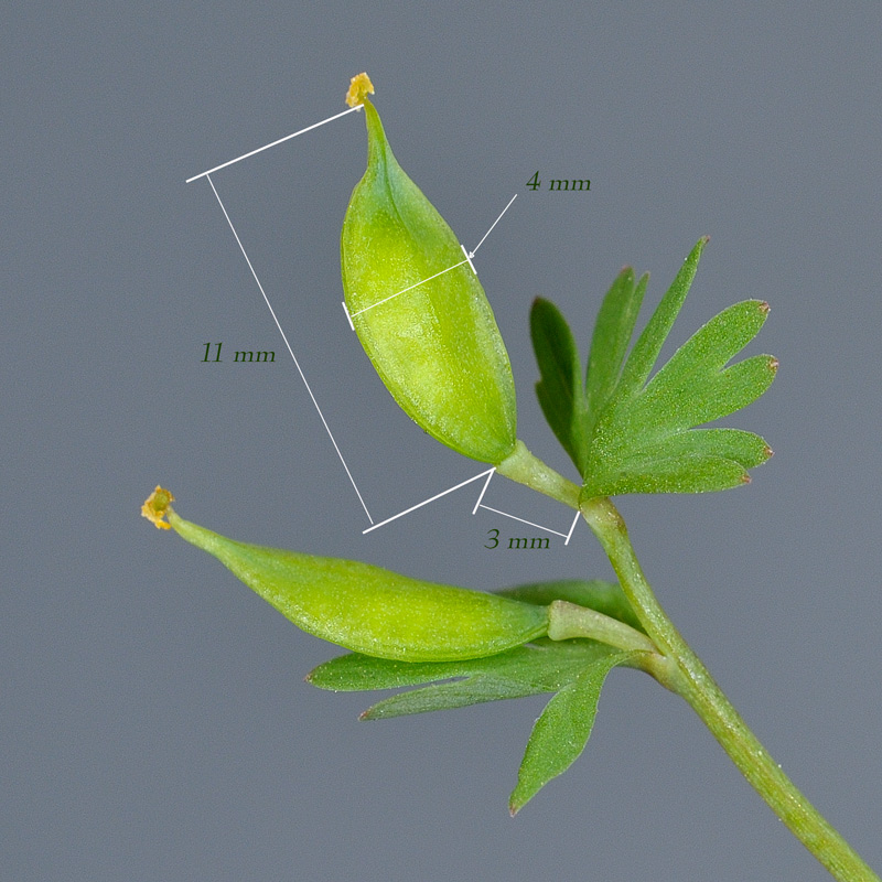 <i>Corydalis pumila</i> (Host) Rchb.