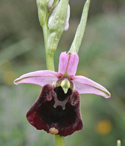 <i>Ophrys chestermanii</i> (J.J.Wood) Gölz & H.R.Reinhard