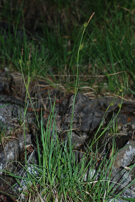 <i>Carex hostiana</i> DC.
