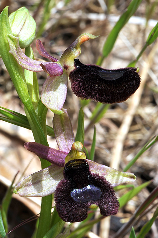 <i>Ophrys bertolonii</i> Moretti subsp. <i>bertoloniiformis</i> (O.Danesch & E.Danesch) H.Sund