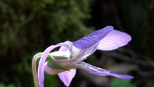<i>Viola palmata</i> L.