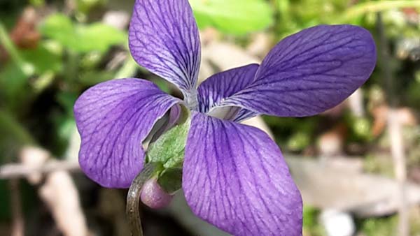 <i>Viola palmata</i> L.
