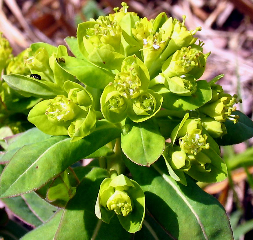 <i>Euphorbia illirica</i> Lam.