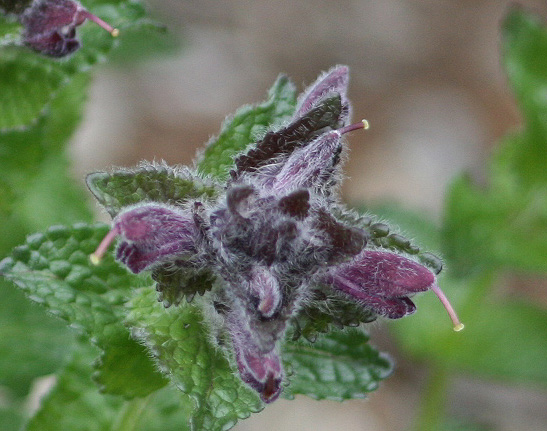 <i>Bartsia alpina</i> L.